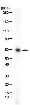 Anti-récepteur d'ocytocine from rabbit, purified by affinity chromatography