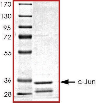 c-JUN (1-79), GST tagged human recombinant, expressed in E. coli, &#8805;50% (SDS-PAGE), buffered aqueous glycerol solution