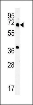 ANTI-MET10 (C-TERMINAL) antibody produced in rabbit affinity isolated antibody, buffered aqueous solution