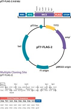 pT7-FLAG&#8482;-2 発現ベクター