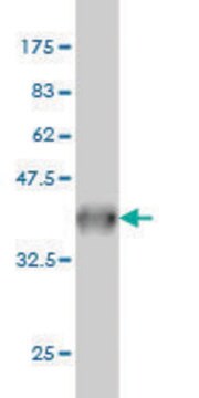 Monoclonal Anti-SYT2 antibody produced in mouse clone 1G10, purified immunoglobulin, buffered aqueous solution