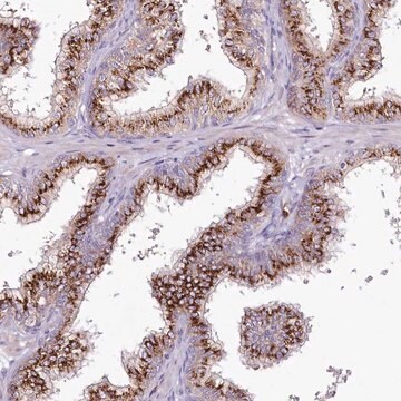 Anti-VWA5A antibody produced in rabbit Prestige Antibodies&#174; Powered by Atlas Antibodies, affinity isolated antibody, buffered aqueous glycerol solution