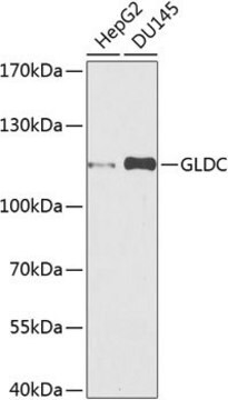 Anti-GLDC antibody produced in rabbit