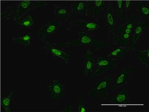 Monoclonal Anti-PQBP1 antibody produced in mouse clone 3H7, purified immunoglobulin, buffered aqueous solution