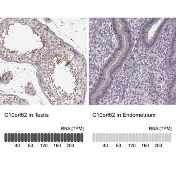 Anti-C10orf62 antibody produced in rabbit Prestige Antibodies&#174; Powered by Atlas Antibodies, affinity isolated antibody