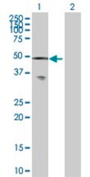 Anti-CAMK2A antibody produced in mouse purified immunoglobulin, buffered aqueous solution