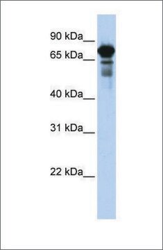 Anti-TRIM29 (ab2) antibody produced in rabbit affinity isolated antibody