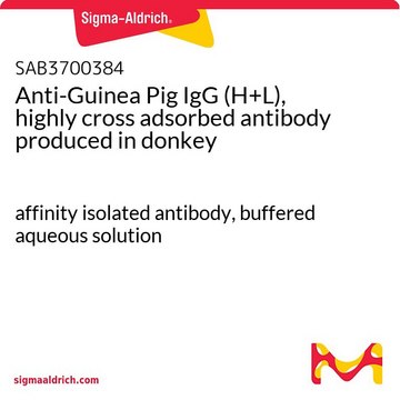 Anti-Guinea Pig IgG (H+L), highly cross adsorbed antibody produced in donkey affinity isolated antibody, buffered aqueous solution