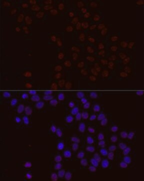 Anti-Phospho-BCL2-S70 antibody produced in rabbit