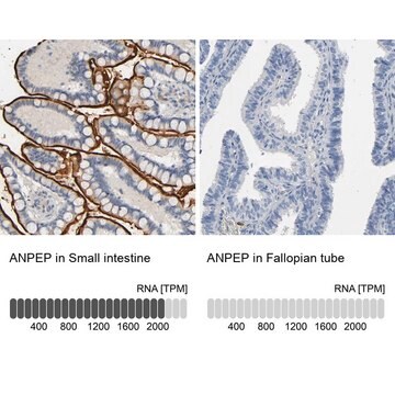 抗ANPEP抗体 ウサギ宿主抗体 Prestige Antibodies&#174; Powered by Atlas Antibodies, affinity isolated antibody, buffered aqueous glycerol solution