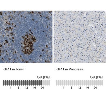 Anti-KIF11 antibody produced in rabbit affinity isolated antibody, Prestige Antibodies&#174; Powered by Atlas Antibodies, buffered aqueous glycerol solution