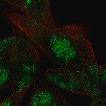 Anti-VWA5A antibody produced in rabbit Prestige Antibodies&#174; Powered by Atlas Antibodies, affinity isolated antibody