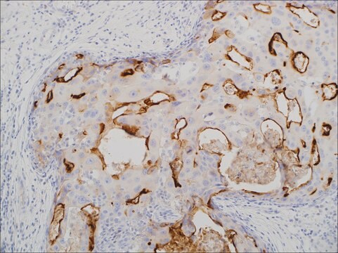 MUC1 (EP85) Rabbit Monoclonal Primary Antibody