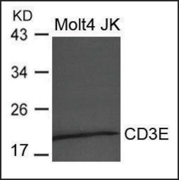 Anti-CD3E antibody produced in rabbit affinity isolated antibody