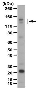 Anticorpo antiAmbra1 from rabbit, purified by affinity chromatography