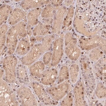 Anti-MAPKAPK2 antibody produced in rabbit Prestige Antibodies&#174; Powered by Atlas Antibodies, affinity isolated antibody