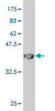 Monoclonal Anti-MAFA antibody produced in mouse clone 2F1, purified immunoglobulin, buffered aqueous solution