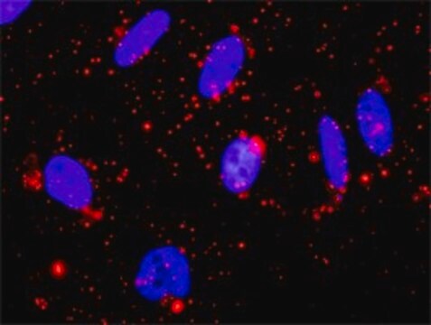 Anti-MAPK13 antibody produced in rabbit purified immunoglobulin, buffered aqueous solution