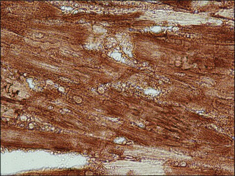 抗アクチン、心臓抗体、マウスモノクローナル clone AC1-20.4.2, purified from hybridoma cell culture