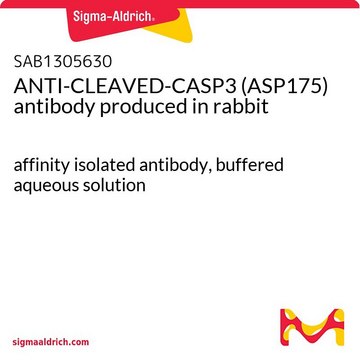 ANTI-CLEAVED-CASP3 (ASP175) antibody produced in rabbit affinity isolated antibody, buffered aqueous solution