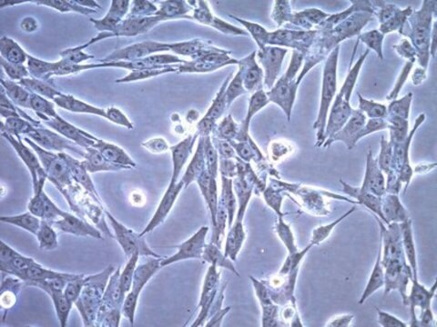 Linea cellulare di glioma di topo CT-2A CT-2A mouse glioma cell line is a valuable mouse model for therapeutic research on brain malignancies.