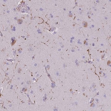 Anti-NPY antibody produced in rabbit Prestige Antibodies&#174; Powered by Atlas Antibodies, affinity isolated antibody, buffered aqueous glycerol solution