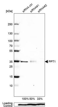 抗PPT1 ウサギ宿主抗体 Prestige Antibodies&#174; Powered by Atlas Antibodies, affinity isolated antibody, buffered aqueous glycerol solution