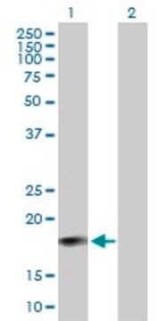 Anti-IFNA6 antibody produced in mouse purified immunoglobulin, buffered aqueous solution