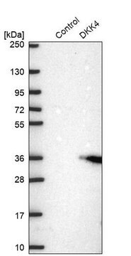 Anti-DKK4 antibody produced in rabbit Prestige Antibodies&#174; Powered by Atlas Antibodies, affinity isolated antibody, buffered aqueous glycerol solution