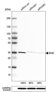 抗EMD ウサギ宿主抗体 Prestige Antibodies&#174; Powered by Atlas Antibodies, affinity isolated antibody, buffered aqueous glycerol solution