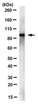 Anti-Alix/Xp95 Antibody, clone 1A3 clone 1A3, from mouse