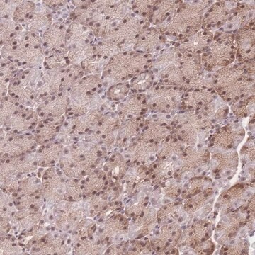 Anti-ZC3H13 antibody produced in rabbit Prestige Antibodies&#174; Powered by Atlas Antibodies, affinity isolated antibody, buffered aqueous glycerol solution