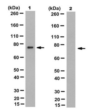 Anticuerpo anti-prelamina-A, clon 7G11 clone 7G11, from rat