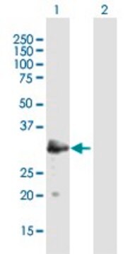 Anti-MAST4 antibody produced in mouse purified immunoglobulin, buffered aqueous solution