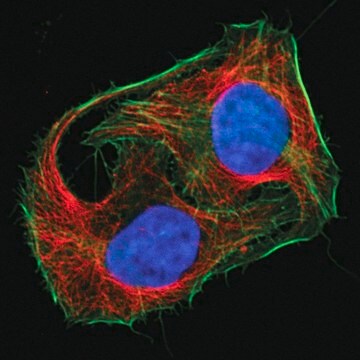 Mix-n-Stain&#8482; CF&#8482; 633 Antibody Labeling Kit (20-50&#956;g)