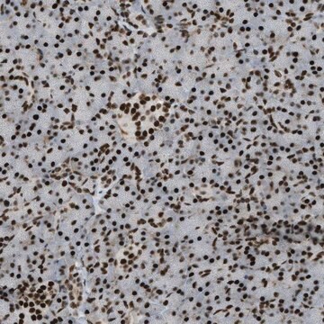 Anti-ZFR antibody produced in rabbit Prestige Antibodies&#174; Powered by Atlas Antibodies, affinity isolated antibody, buffered aqueous glycerol solution