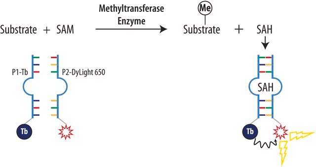 AptaFluor&#174; SAH甲基转移酶测定