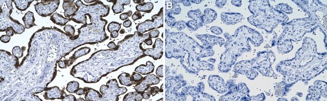 Anti-HOPX Antibody, clone 2L10 ZooMAb&#174; Rabbit Monoclonal recombinant, expressed in HEK 293 cells