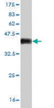 Monoclonal Anti-KCNQ4 antibody produced in mouse clone 2H6, purified immunoglobulin, buffered aqueous solution