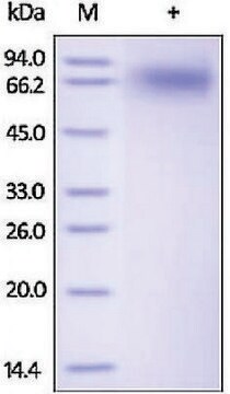 NTRK2/TRKB human recombinant, expressed in HEK 293 cells, &#8805;95% (SDS-PAGE)