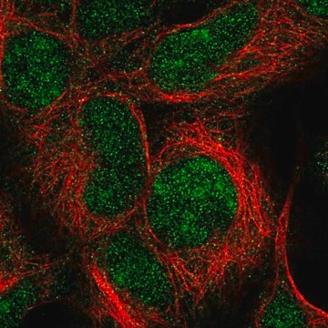 Anti-IMP3 antibody produced in rabbit Prestige Antibodies&#174; Powered by Atlas Antibodies, affinity isolated antibody