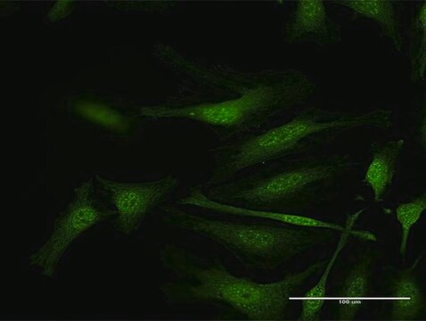 Anti-IFI35 antibody produced in rabbit purified immunoglobulin, buffered aqueous solution