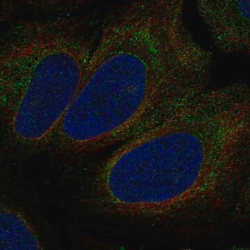 Anti-P2Rx1 Antibody Produced In Rabbit Prestige Antibodies&#174; Powered by Atlas Antibodies, affinity isolated antibody, buffered aqueous glycerol solution