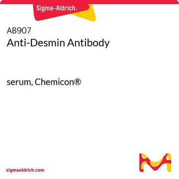 Anti-Desmin-Antikörper serum, Chemicon&#174;