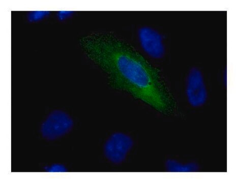 单克隆抗 V5 标签 小鼠抗 clone GT1071, affinity isolated antibody