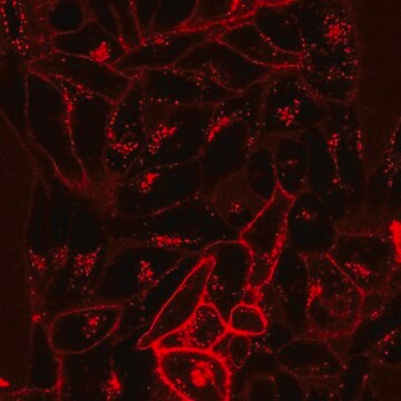 BioTracker NIR750 Cytoplasmic Membrane Dye Live cell imaging lipophilic carbocyanine membrane dye suitable for long-term fluorescent cell labeling and cell tracking studies.