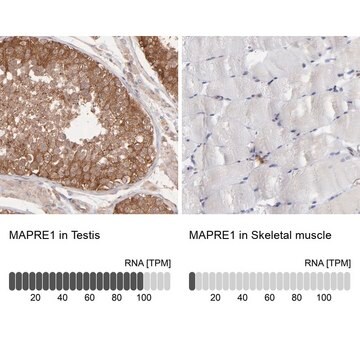 抗MAPRE1抗体 ウサギ宿主抗体 Prestige Antibodies&#174; Powered by Atlas Antibodies, affinity isolated antibody, buffered aqueous glycerol solution