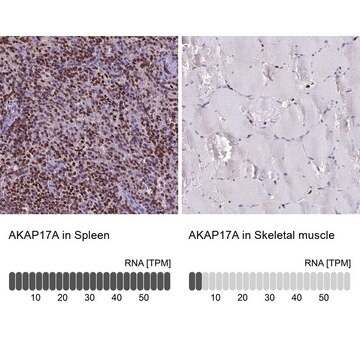 Anti-AKAP17A antibody produced in rabbit Prestige Antibodies&#174; Powered by Atlas Antibodies, affinity isolated antibody, buffered aqueous glycerol solution