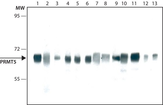 Monoclonal Anti-PRMT5 antibody produced in mouse ~2&#160;mg/mL, clone PRMT5-21, purified immunoglobulin, buffered aqueous solution