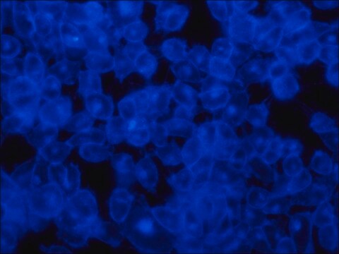 フィリピン複合体 Streptomyces filipinensis由来 &#8805;70% (UV)